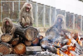 Monkeys warm by fire