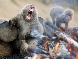 Monkeys warm by fire