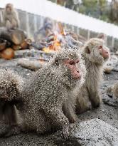 Monkeys warm by fire