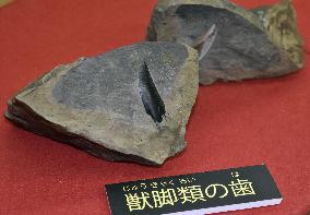 Fossil tooth of carnivorous dinosaur found in Japan