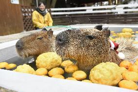 Capybaras at Japanese farm