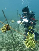 Coral reef is recovering in Suruga Bay