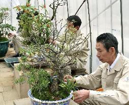New Year preparations at Imperial Palace