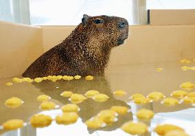 Capybara at Japanese zoo
