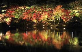 Autumn illumination at Ritsurin garden