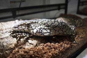 Rare Australian lizard smuggled to Japan
