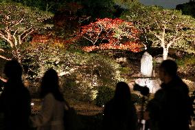 Autumn illumination at garden in Tokyo
