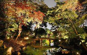 Autumn illumination at garden in Tokyo
