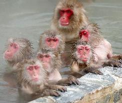 Bath time for monkeys in Hokkaido