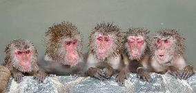 Bath time for monkeys in Hokkaido