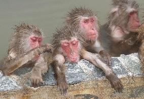 Bath time for monkeys in Hokkaido