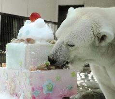 Hand-reared polar bear in Japan