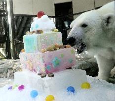 Hand-reared polar bear in Japan