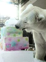 Hand-reared polar bear in Japan