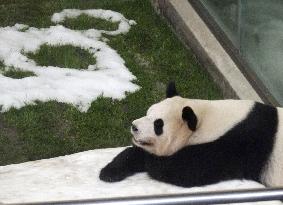 Twin giant pandas turn 5 years old at Japan zoo
