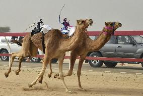 Camel racing in UAE