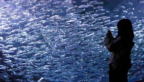 Sardines at northern Japan aquarium