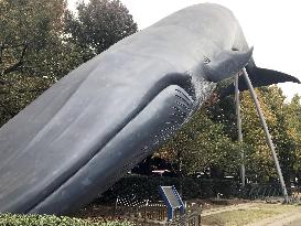 Whale model