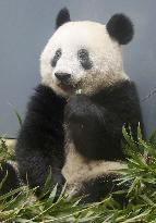 Panda at Tokyo zoo