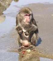 Monkey on Japanese island