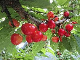 Cherries in Yamagata