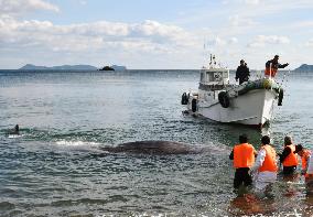 Whale beached in western Japan, rescued