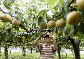 Typhoon Lionrock to make landfall in northeast Japan