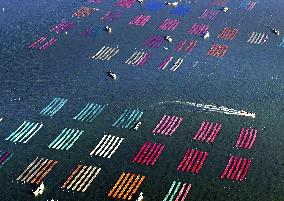 Seaweed farming in southwestern Japan