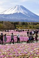 Moss pink flowers near Mt. Fuji