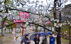 Cherry blossoms in full bloom in western Japan