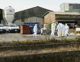 Hog cholera infection in central Japan