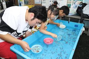 Goldfish scooping competition in Japan