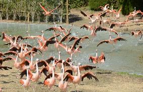 Flying flamingos