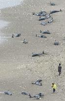 130 dolphins get beached on shore in Ibaraki