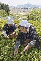 Women pick green tea leaves in tsunami-hit northeastern Japan city