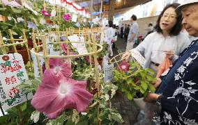 Annual 3-day morning glory festival starts in Tokyo