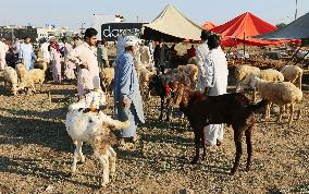Goats are traded at livestock market in Islamabad