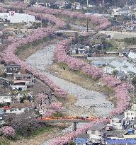 Cherry blossoms in Shizuoka
