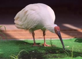 Last of Japan's original crested ibises dies