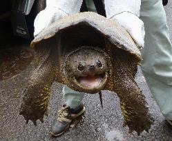 Foreign turtle species propagating in Chiba Pref.