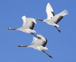 Red-crowned cranes in Hokkaido