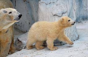 Osaka zoo to decide on polar bear's name by visitors' vote