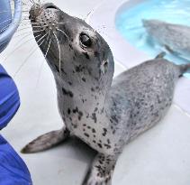 Baby seal at Japan aquarium