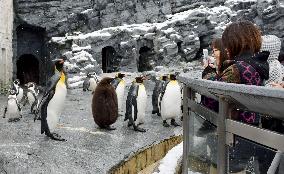 Penguins at Hokkaido zoo