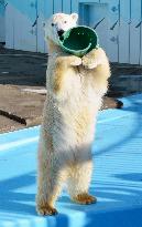 Polar bear standing up at zoo in northern Japan