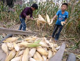 Kids gather corn in field of school promoting Mao Zedong's teachings