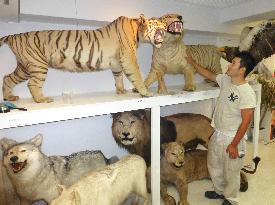 Kobe man's taxidermy collection of animals