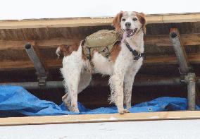 Rescue dog with harness for cyber-enhanced work undergoes drill