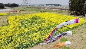 Field maze being made of canola flowers in quake-hit Fukushima city