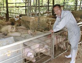 Pork from tea-making Japanese city drawing attention